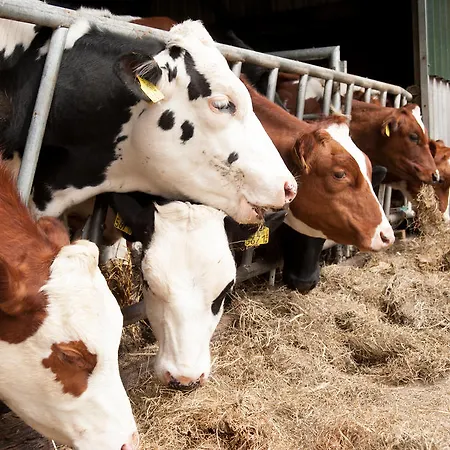 Apartement De Vosseburch